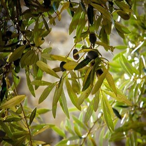 Ekstrakt olivkovyh listev